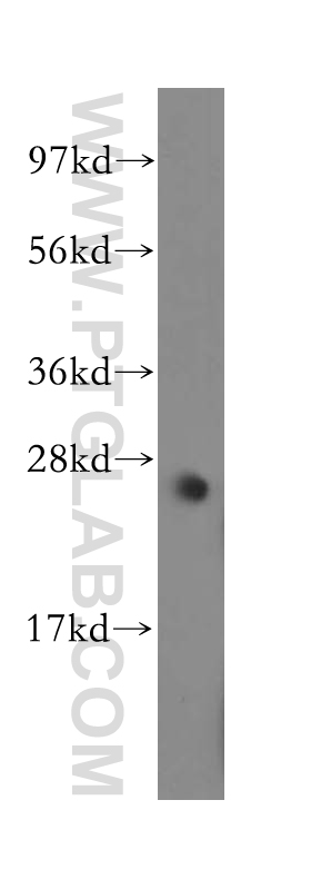 MYF6 Polyclonal antibody