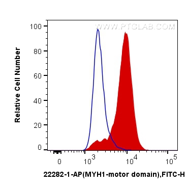 FC experiment of C2C12 using 22282-1-AP