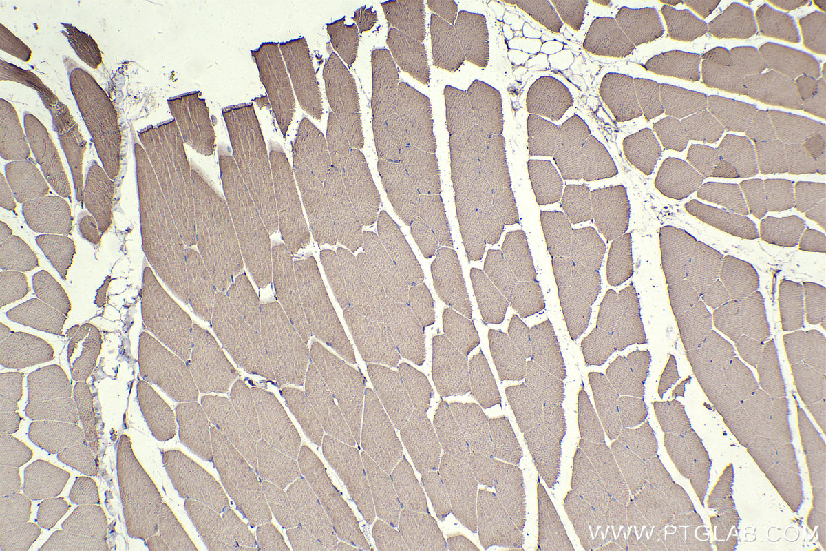 IHC staining of mouse skeletal muscle using 25182-1-AP IHC staining of mouse skeletal muscle using 25182-1-AP