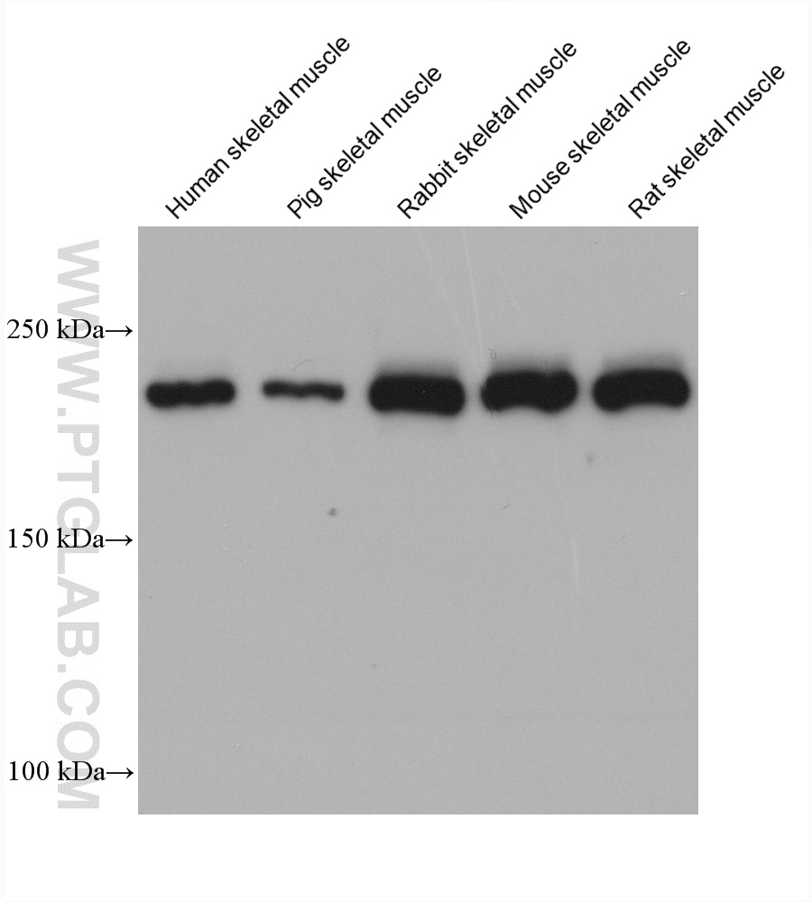 WB analysis using 67299-1-Ig