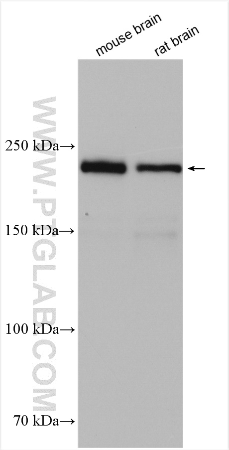 WB analysis using 21403-1-AP