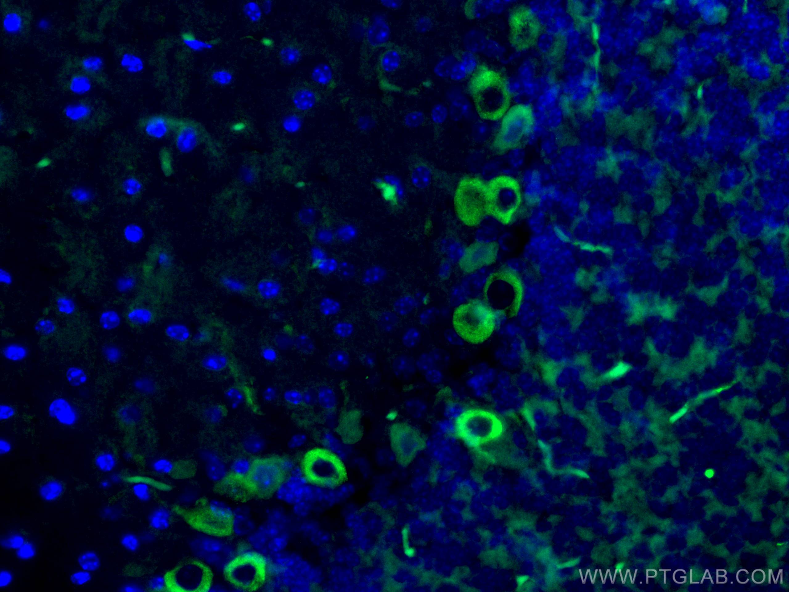 IF Staining of mouse cerebellum using 67243-1-Ig (same clone as 67243-1-PBS)