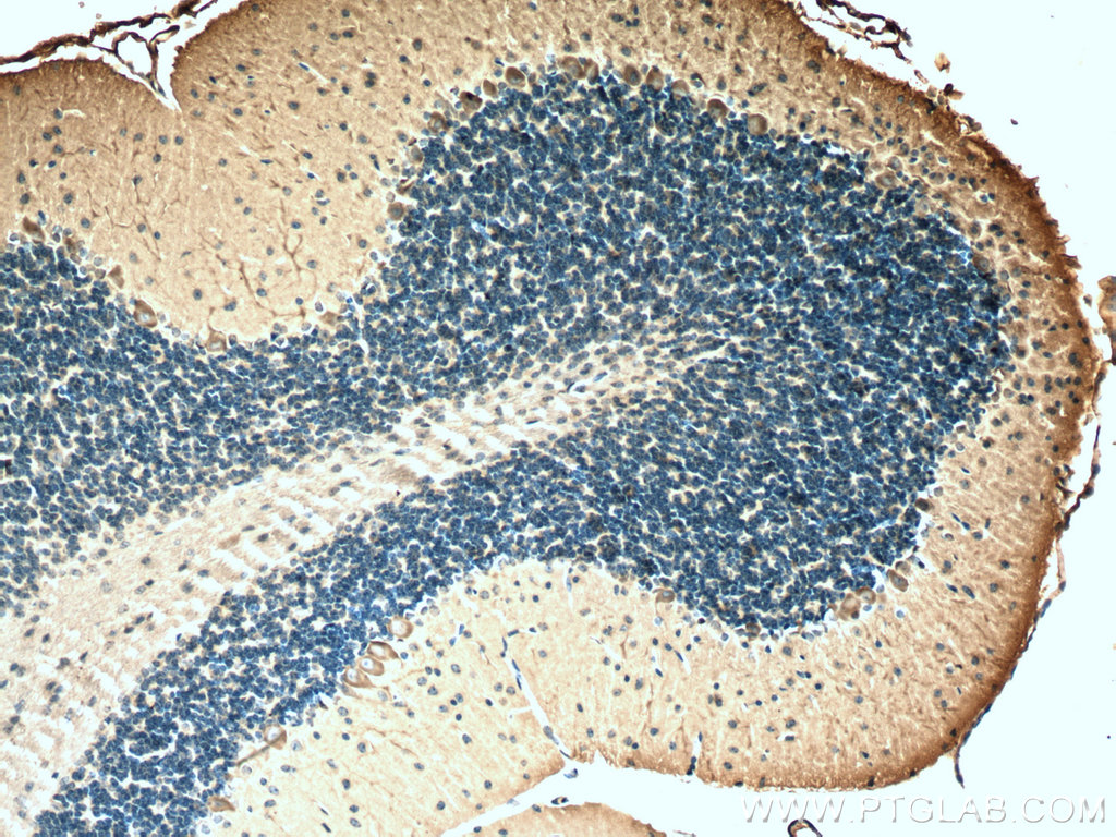 IHC staining of mouse cerebellum using 67243-1-Ig (same clone as 67243-1-PBS)