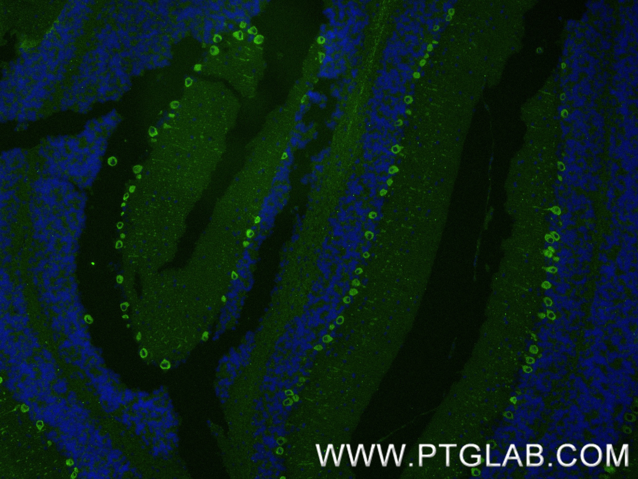 IF Staining of mouse cerebellum using 86157-3-RR (same clone as 86157-3-PBS)