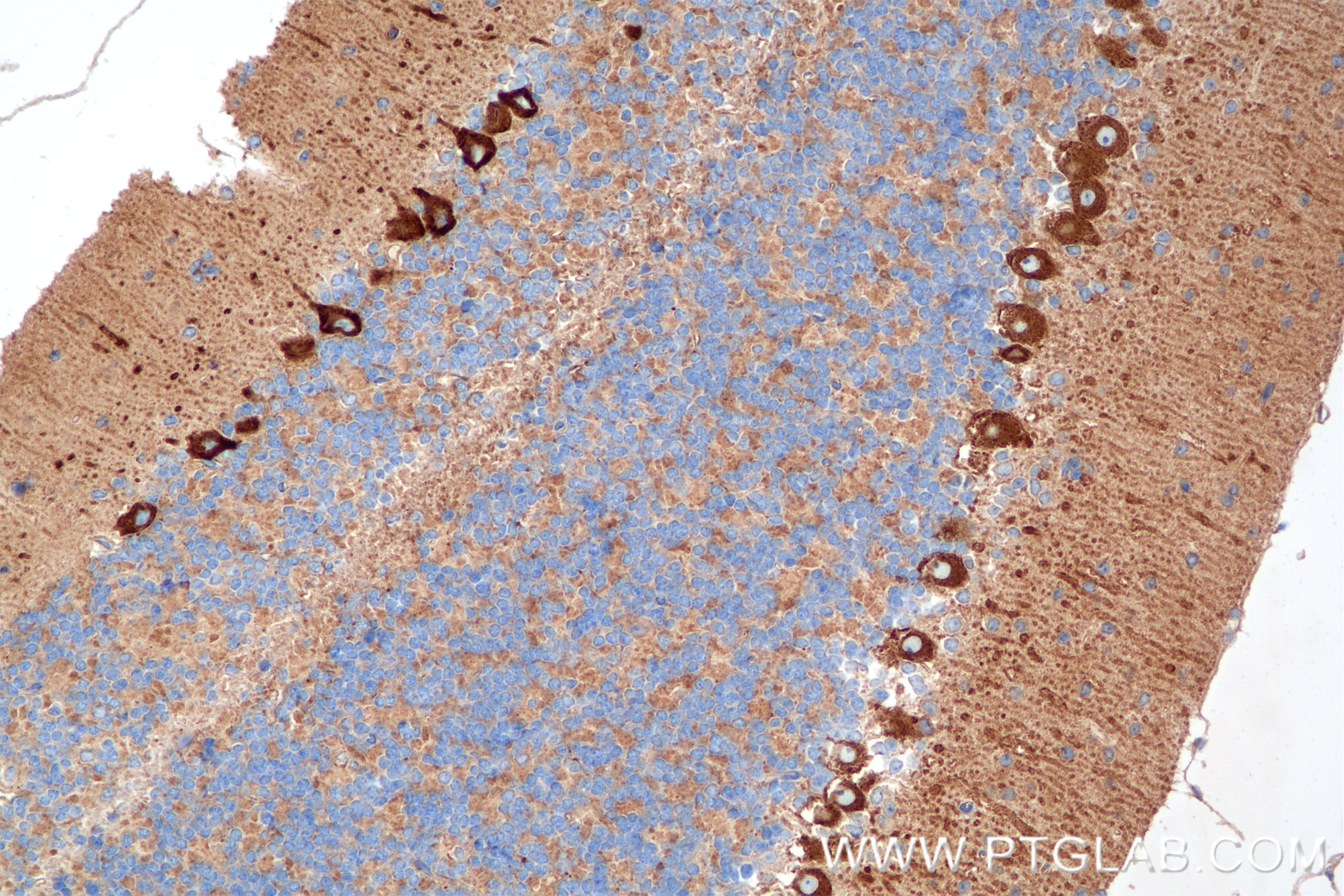 IHC staining of mouse cerebellum using 86157-3-RR (same clone as 86157-3-PBS)