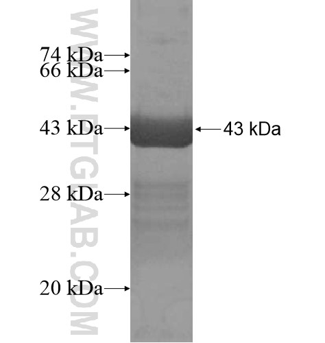 MYH10 fusion protein Ag16113 SDS-PAGE