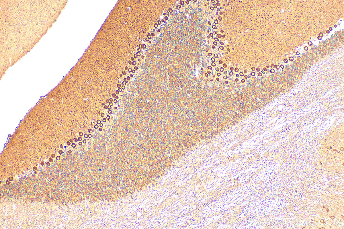 IHC staining of mouse cerebellum using 19673-1-AP