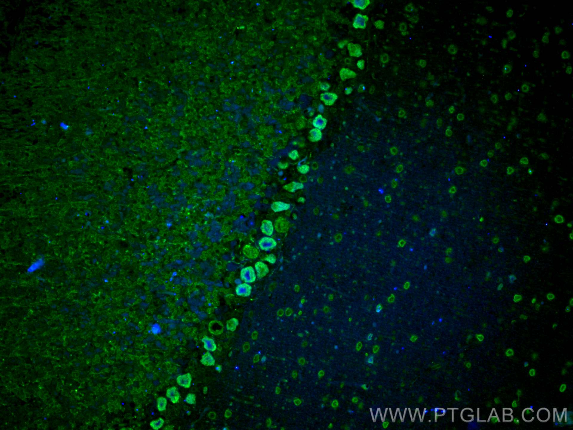 IF Staining of mouse cerebellum using CL488-19673