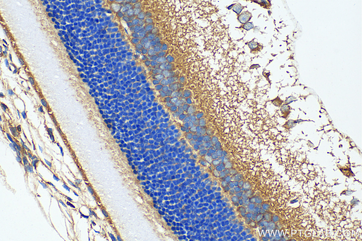 IHC staining of rat eye using 21404-1-AP