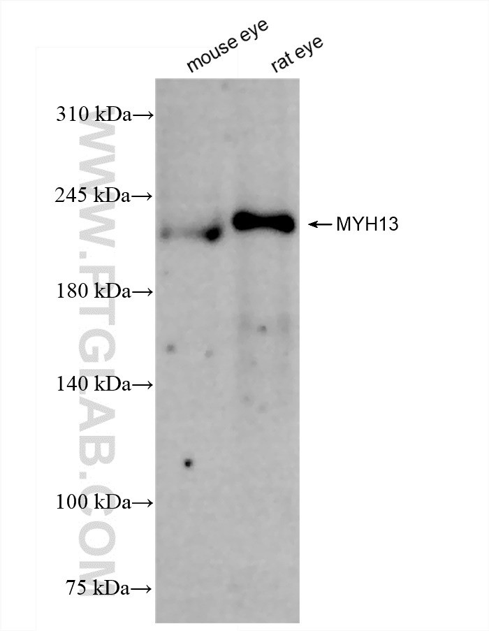 WB analysis using 84379-2-RR