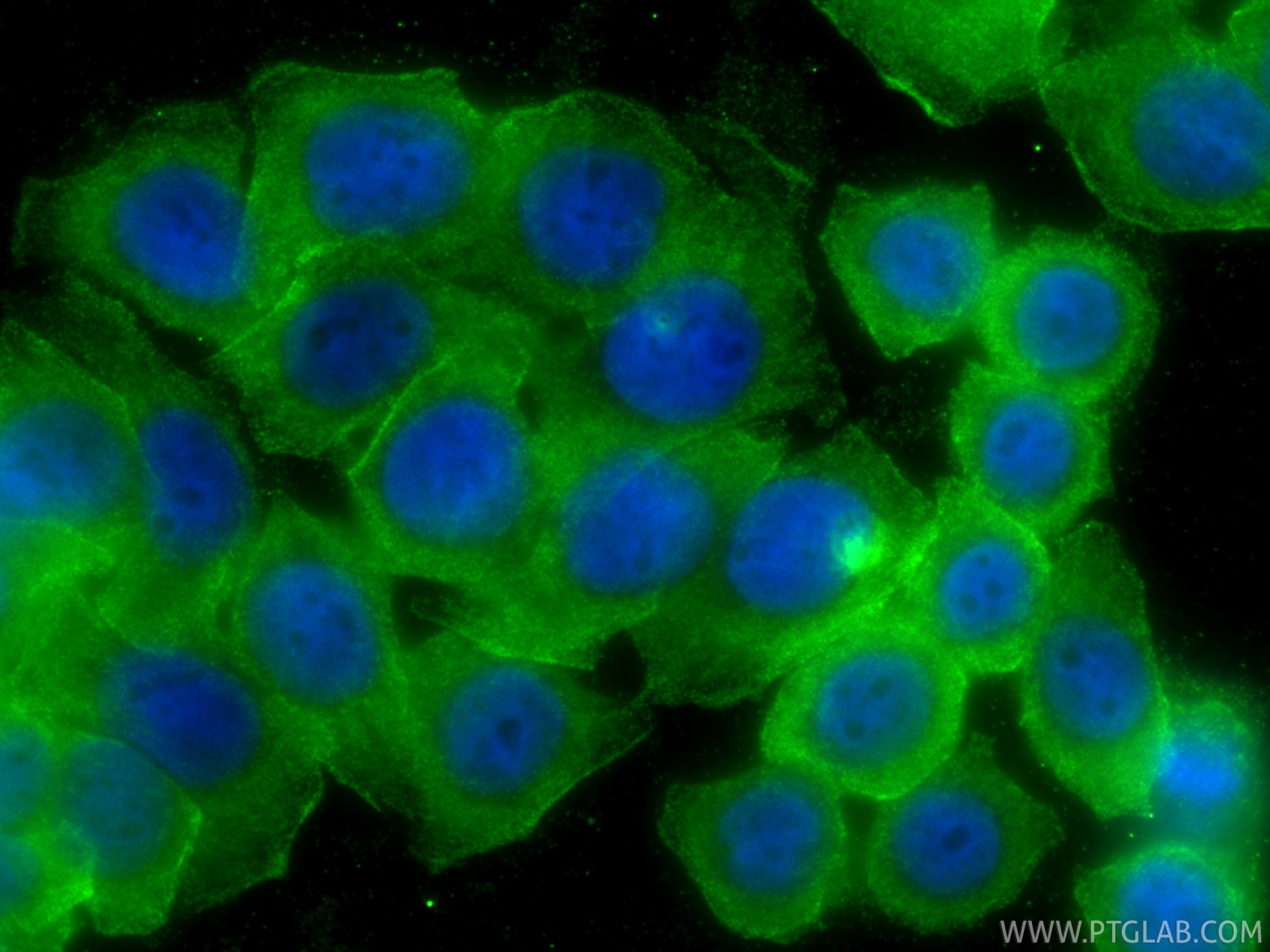 IF Staining of HT-29 using 20716-1-AP