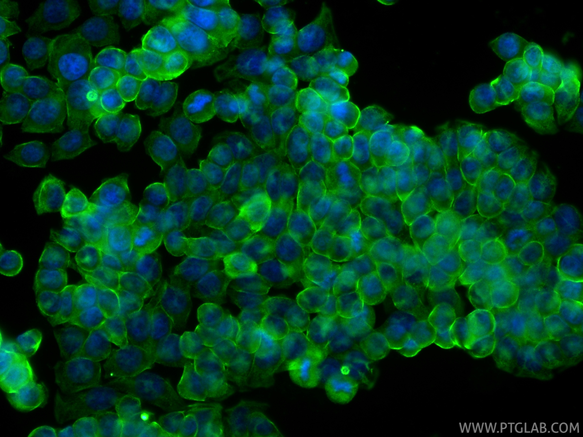 IF Staining of HT-29 using 20716-1-AP
