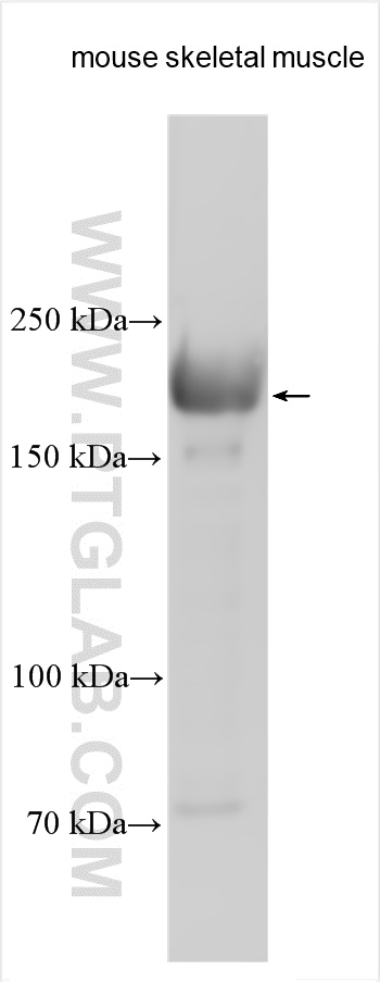 WB analysis using 22290-1-AP
