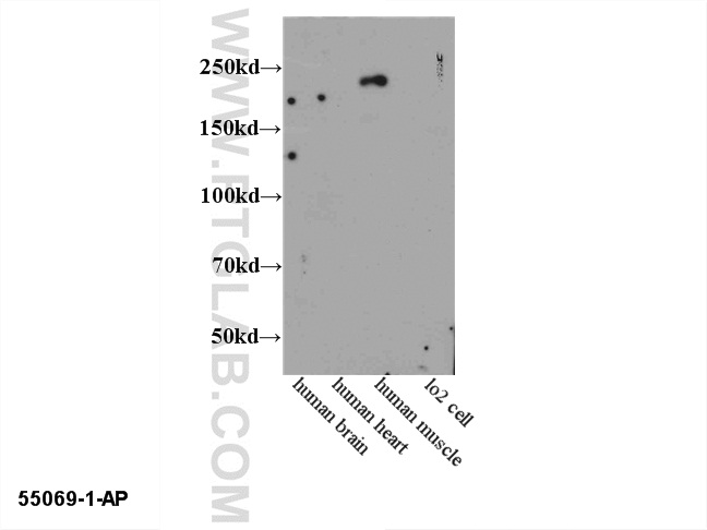 WB analysis of multi-cells/tissue using 55069-1-AP