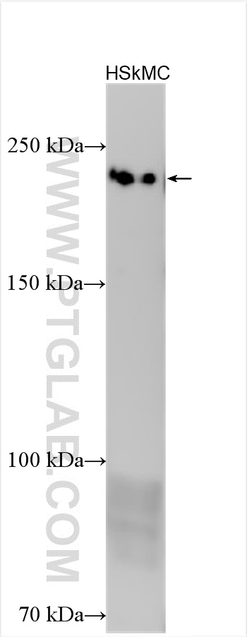 WB analysis using 55069-1-AP