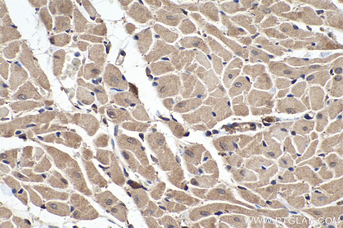 IHC staining of rat heart using 22287-1-AP