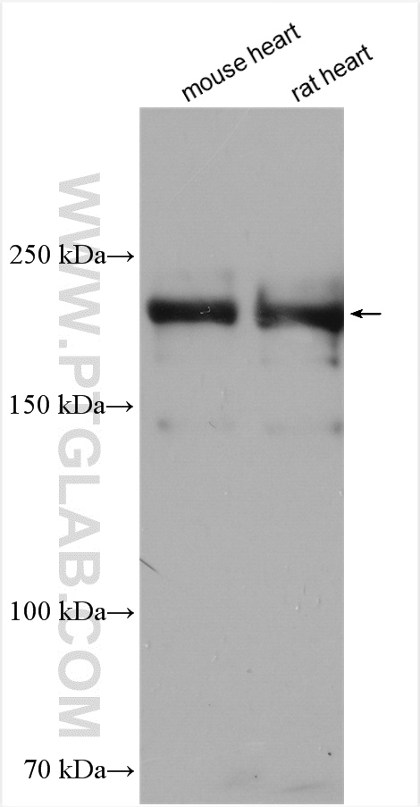 WB analysis using 22281-1-AP