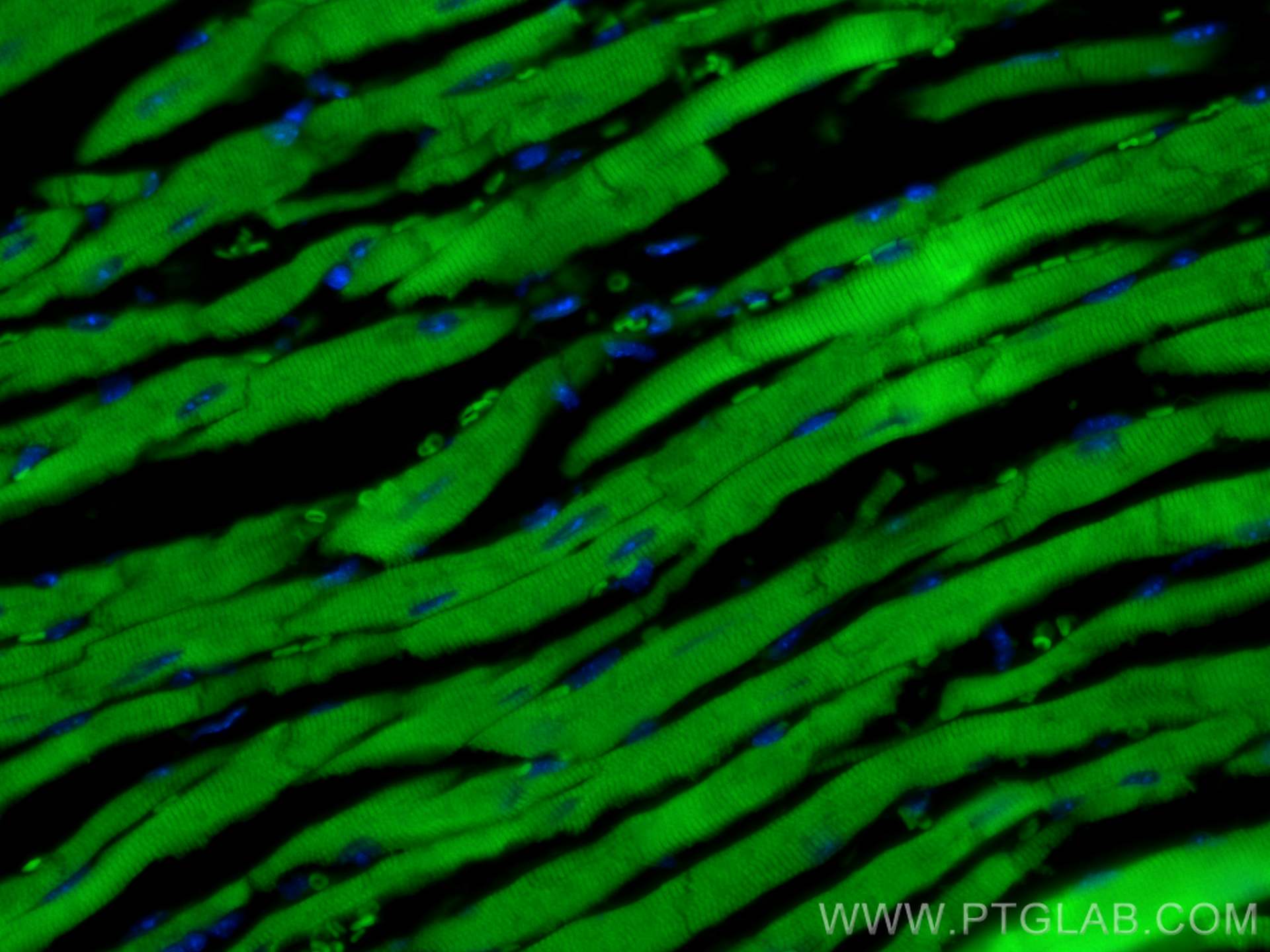 IF Staining of mouse heart using CL488-22281