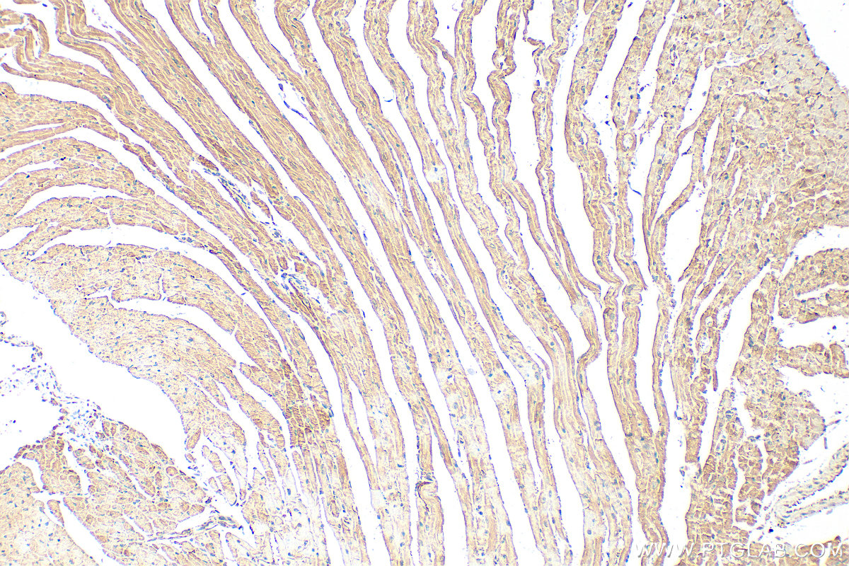 IHC staining of mouse heart using 22280-1-AP