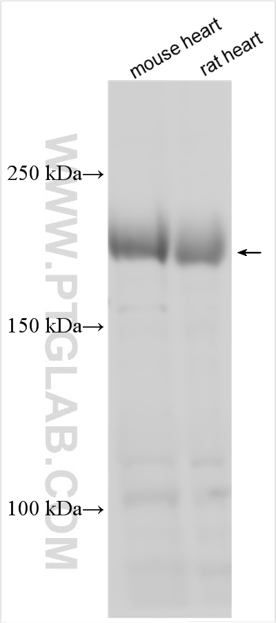 WB analysis using 22300-1-AP