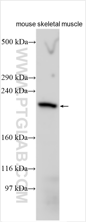 WB analysis using 18988-1-AP