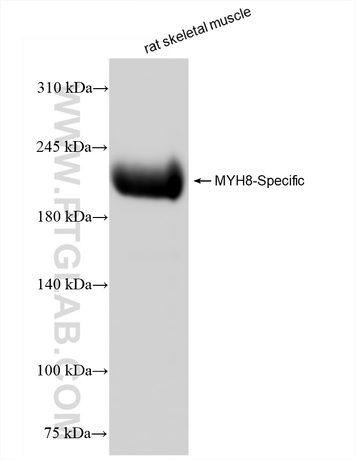 WB analysis of rat skeletal muscle using 84594-1-RR (same clone as 84594-1-PBS)