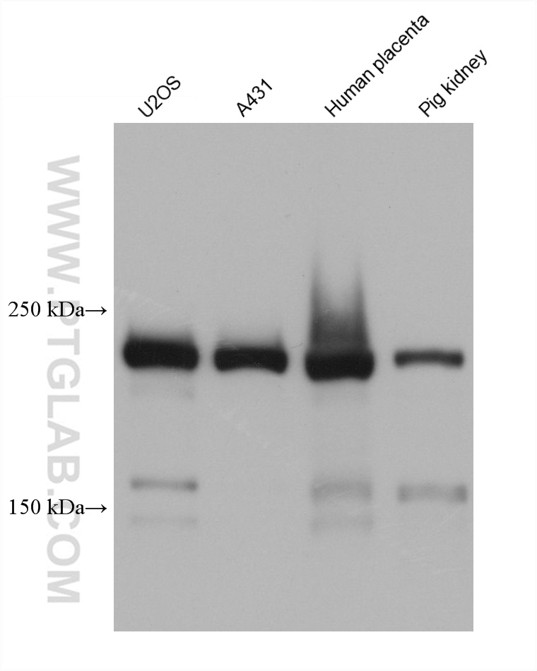 WB analysis using 60233-1-Ig