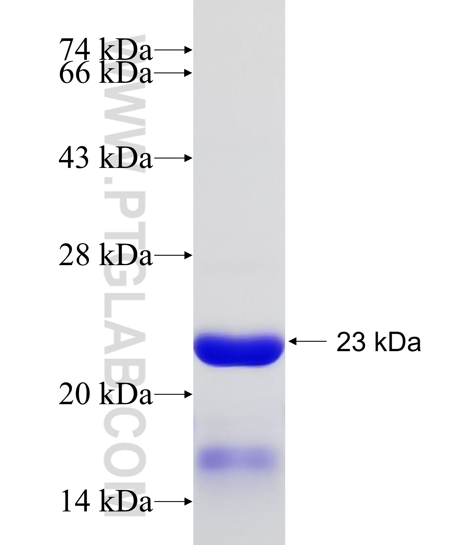 MYL12A fusion protein Ag9429 SDS-PAGE