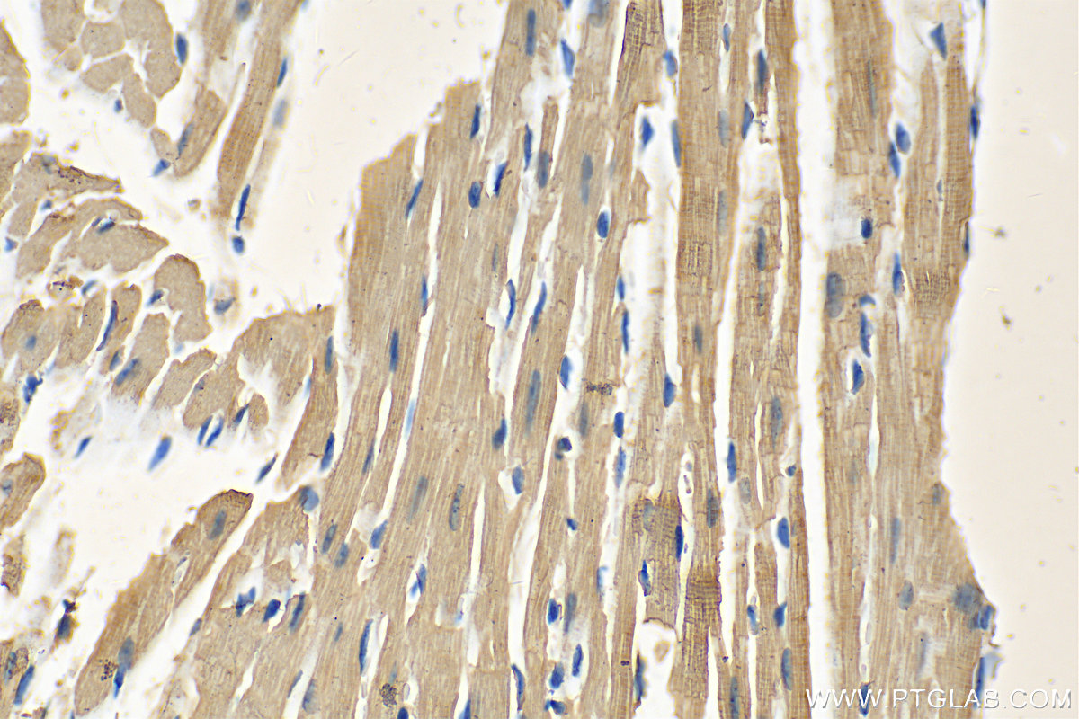 IHC staining of mouse heart using 10906-1-AP
