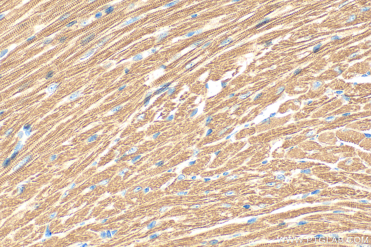 IHC staining of mouse heart using 10906-1-AP