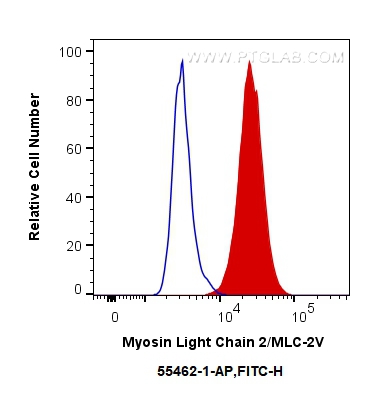 FC experiment of C2C12 using 55462-1-AP