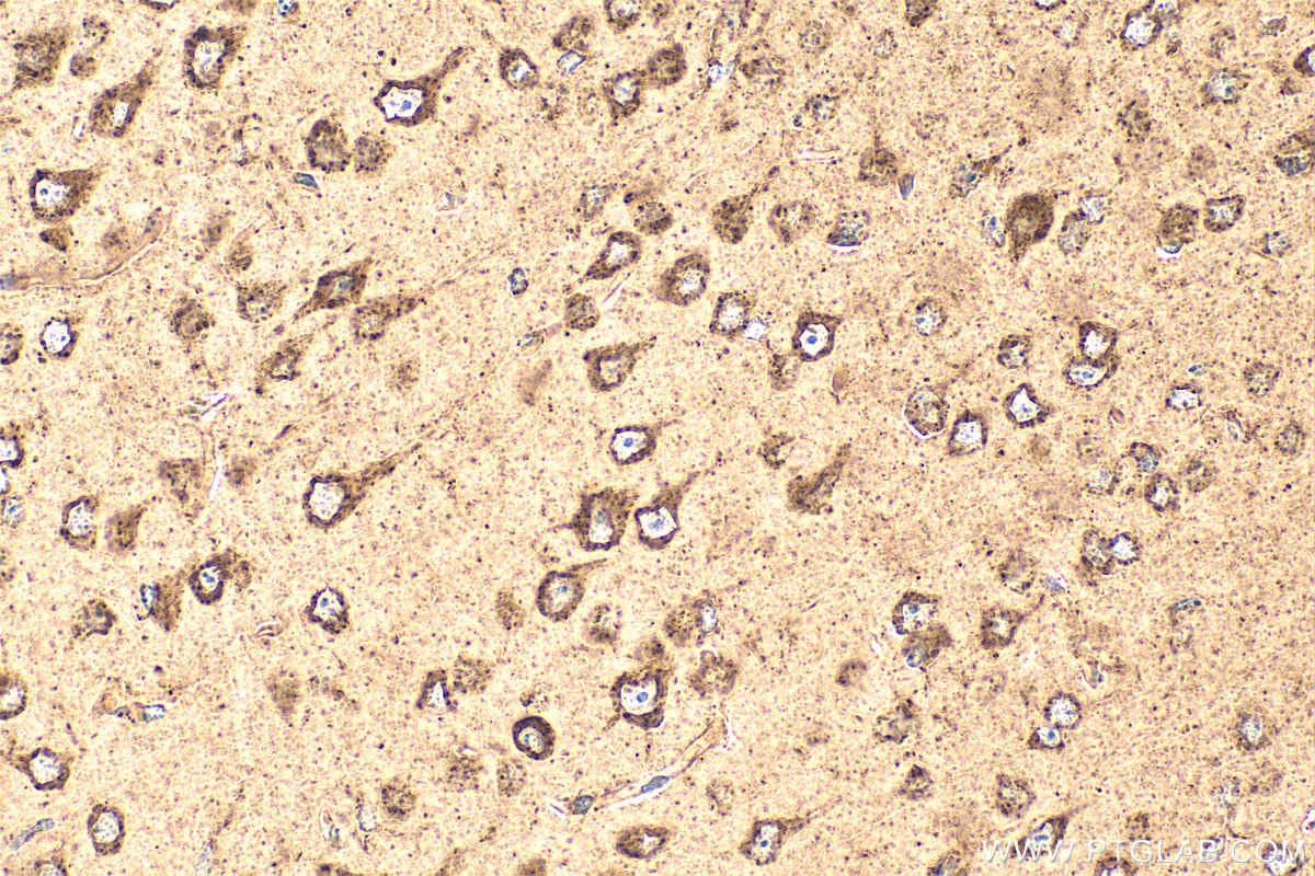 IHC staining of mouse brain using 55462-1-AP