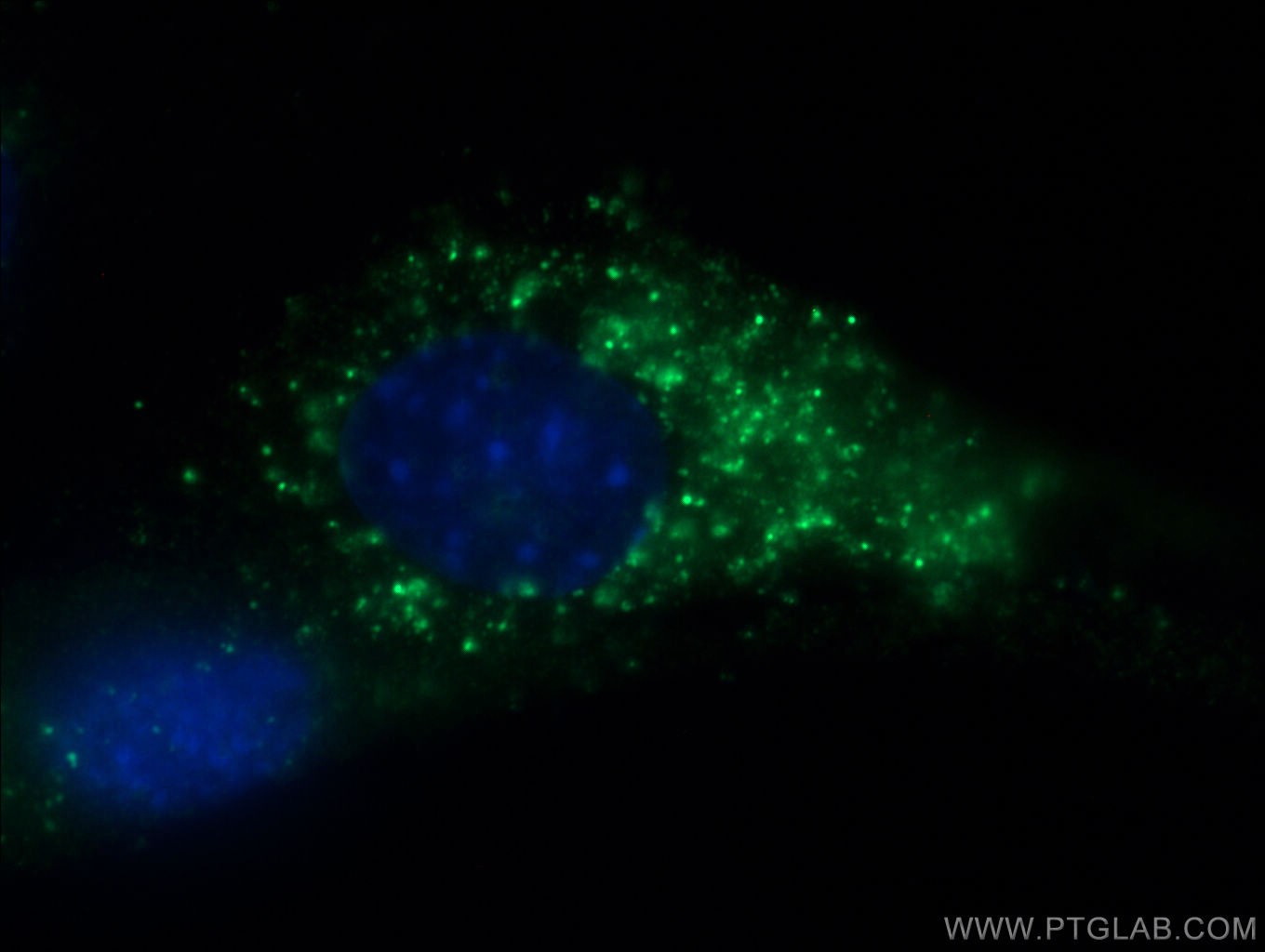 IF Staining of C2C12 using 60229-1-Ig