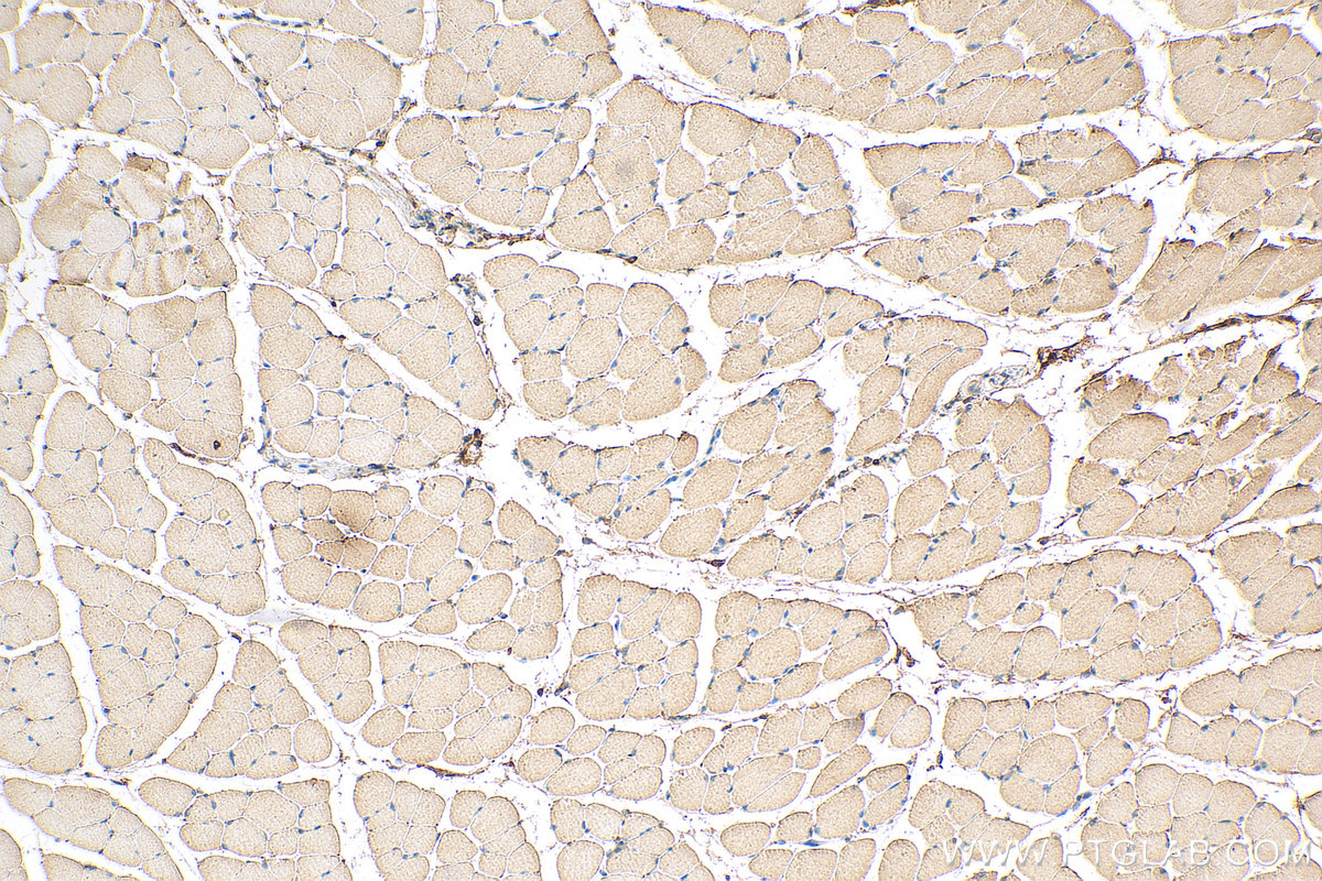 IHC staining of mouse skeletal muscle using 60229-1-Ig