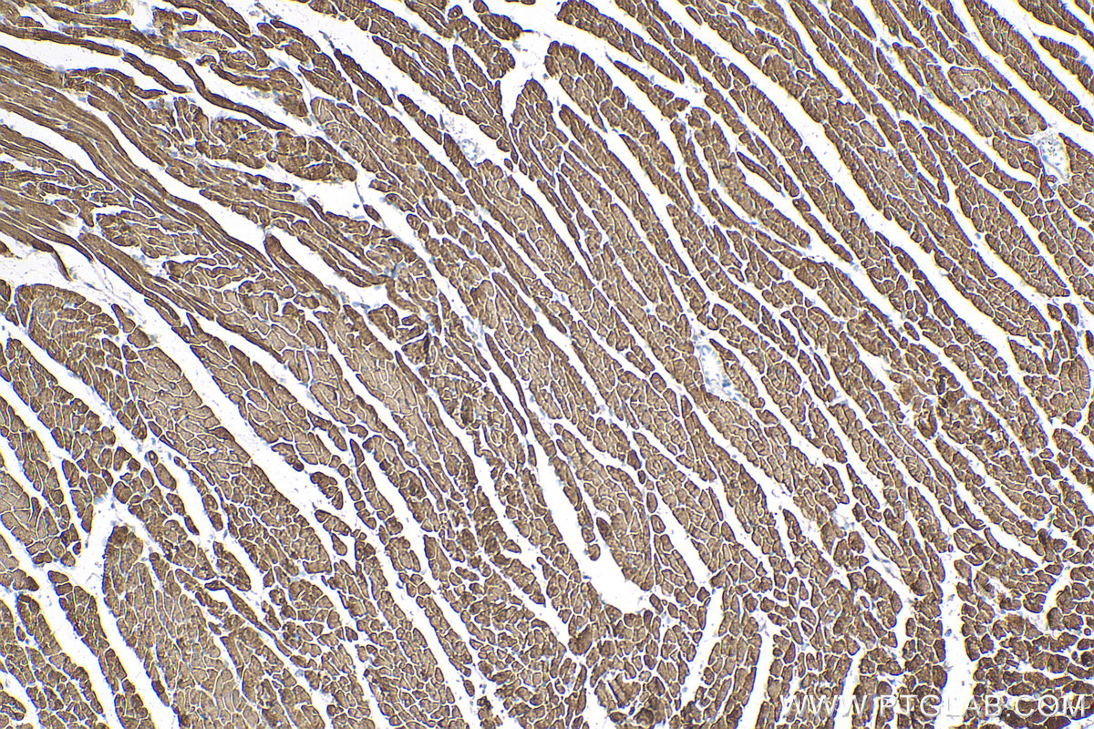 IHC staining of mouse heart using 60229-1-Ig