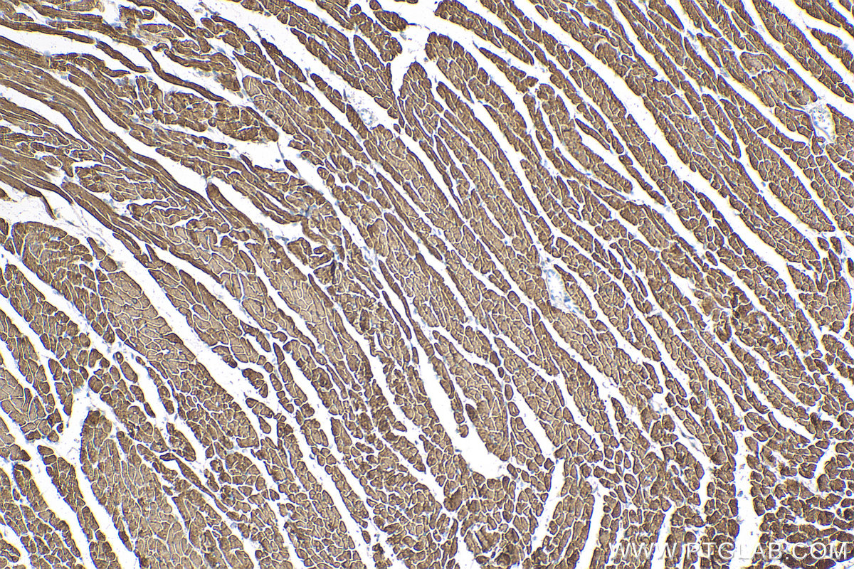 IHC staining of mouse heart using 60229-1-Ig (same clone as 60229-1-PBS)