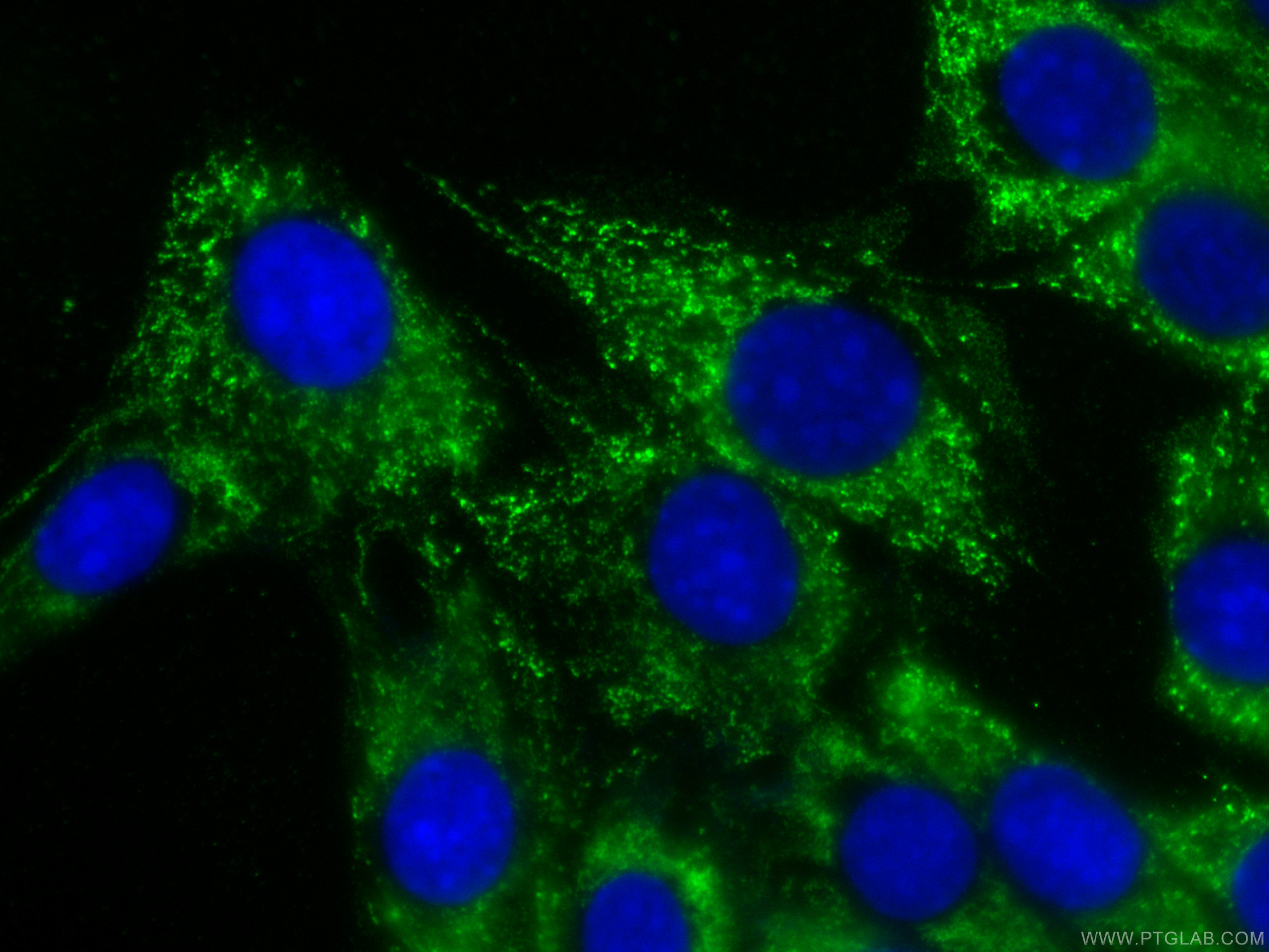 IF Staining of C2C12 using CL488-66286