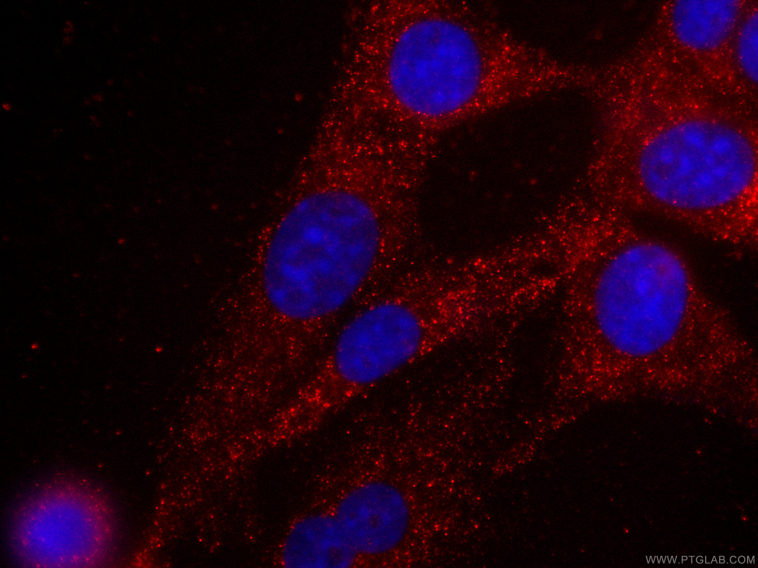 IF Staining of C2C12 using CL594-66286