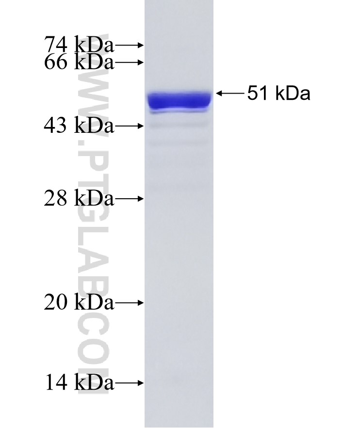 MYL3 fusion protein Ag1364 SDS-PAGE