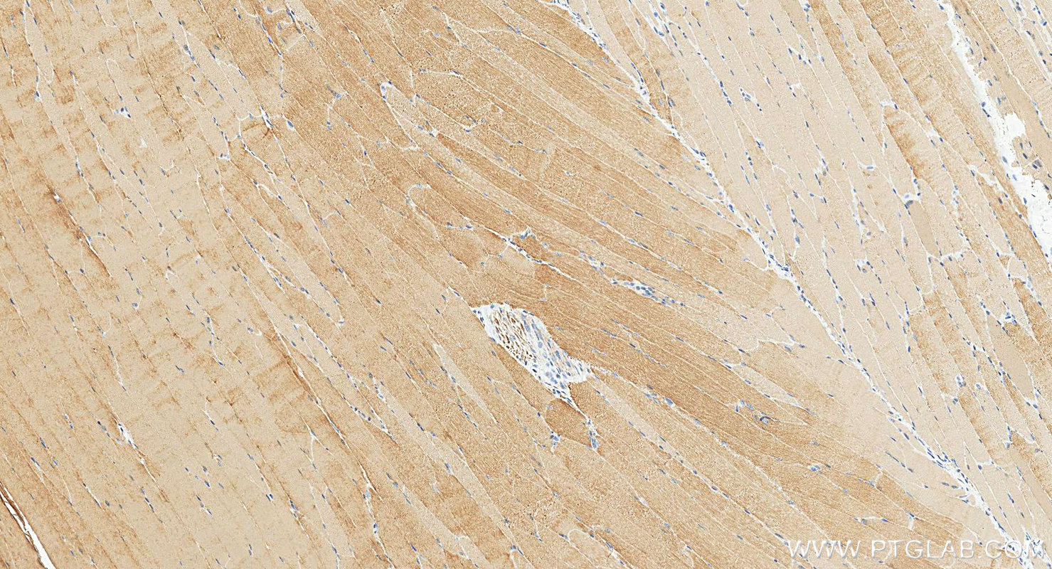 IHC staining of mouse skeletal muscle using 13229-1-AP