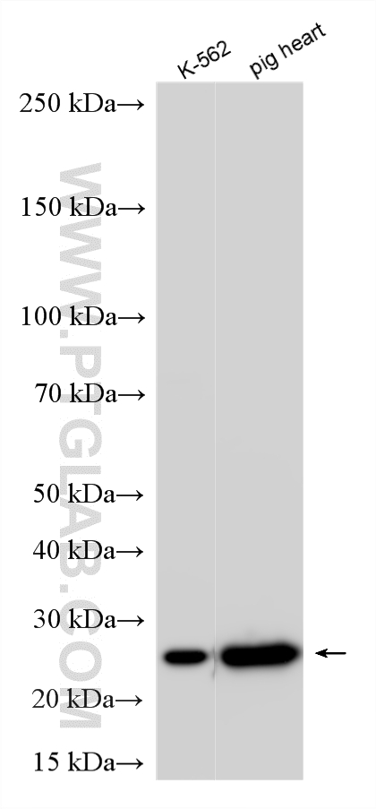WB analysis using 13229-1-AP