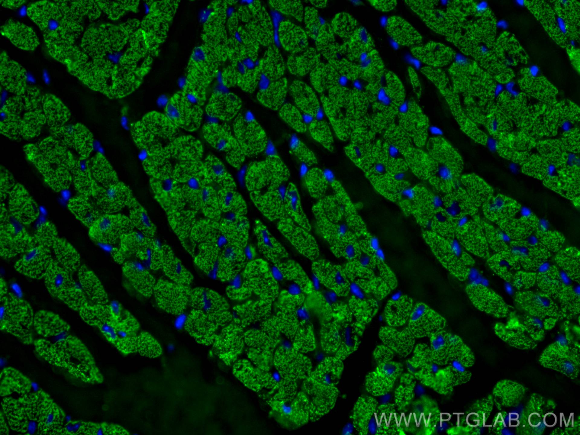 IF Staining of mouse heart using 67533-1-Ig (same clone as 67533-1-PBS)