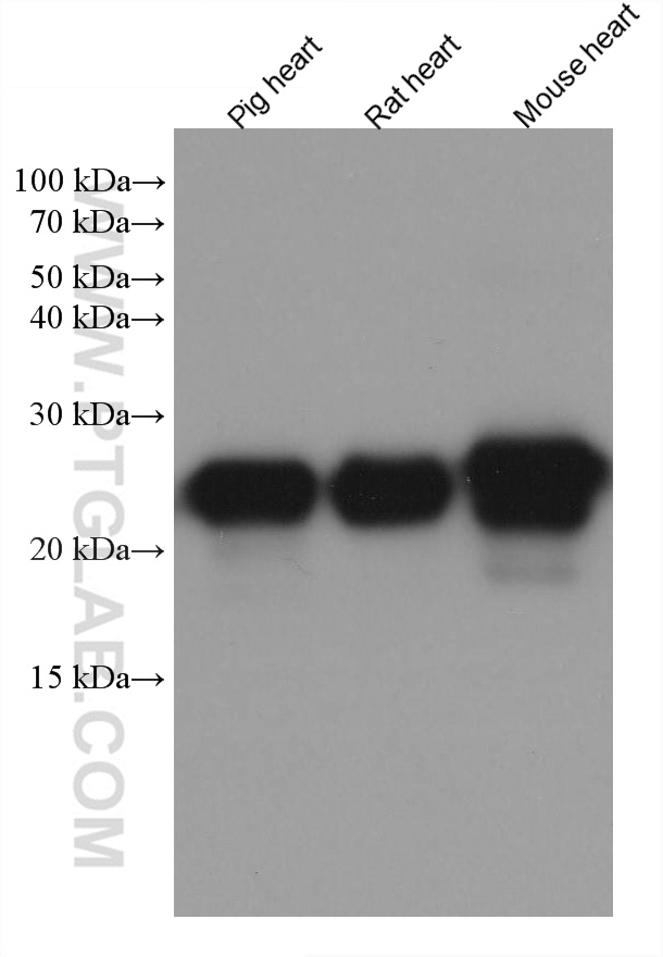 WB analysis using 67533-1-Ig