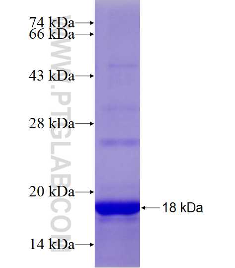 MYL5 fusion protein Ag5786 SDS-PAGE