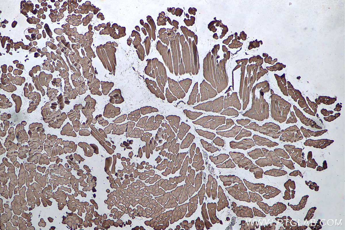 IHC staining of mouse skeletal muscle using 68142-1-Ig