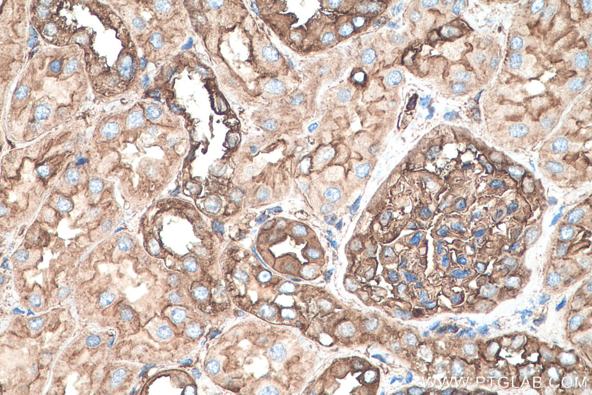 IHC staining of human kidney using 68142-1-Ig