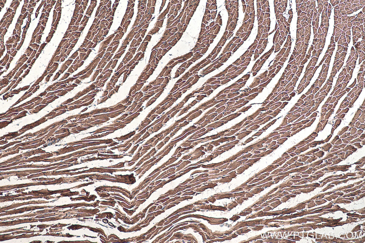IHC staining of mouse heart using 68142-1-Ig