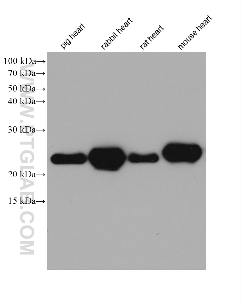 WB analysis using 68142-1-Ig