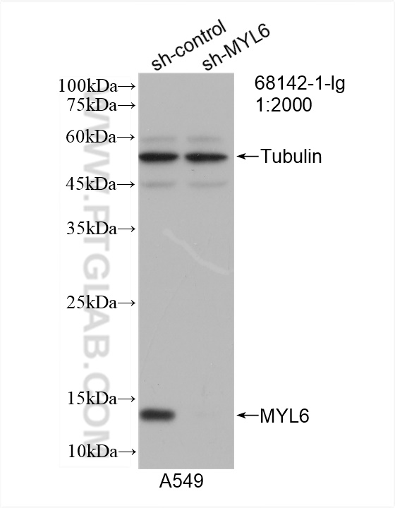 WB analysis of A549 using 68142-1-Ig