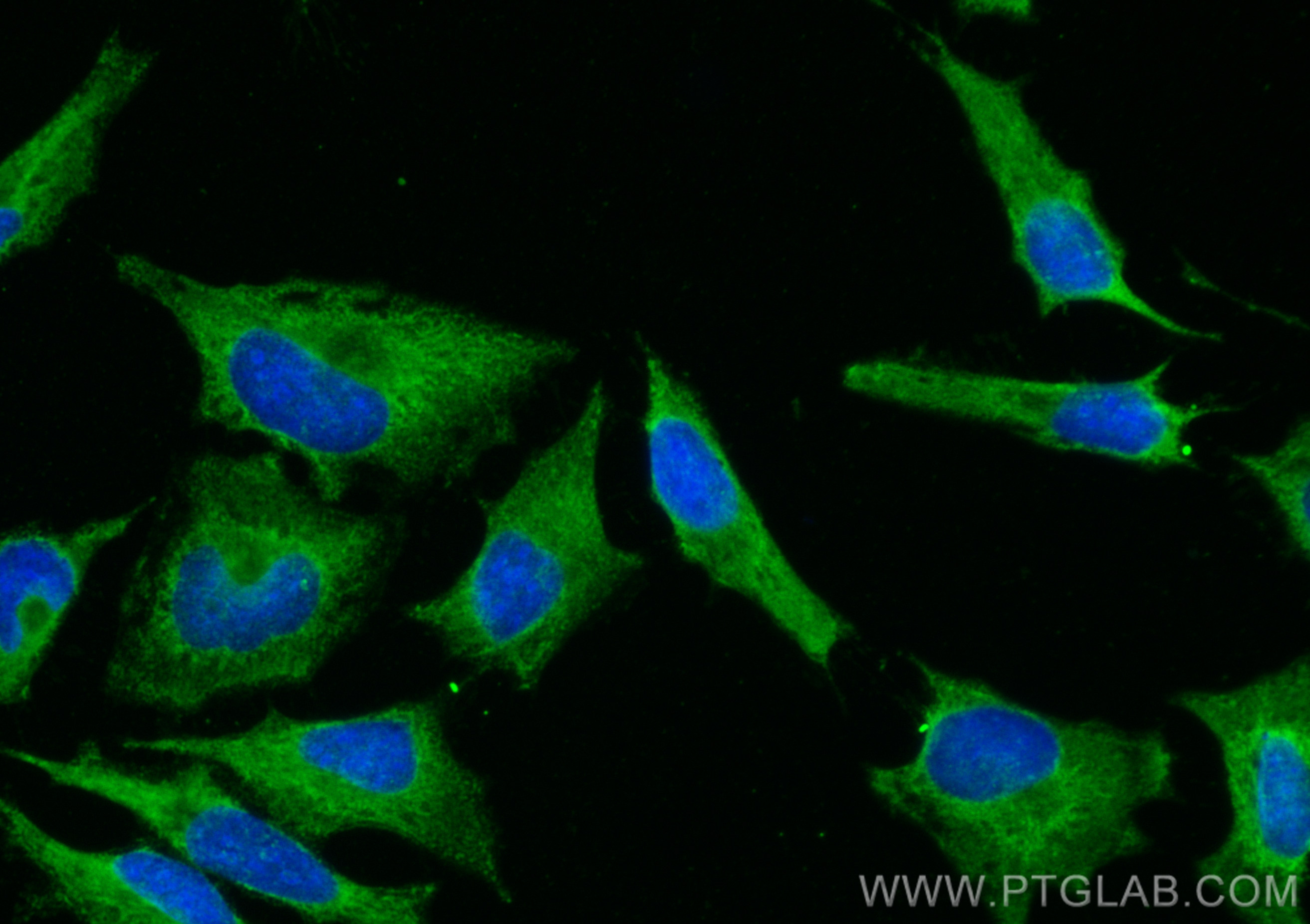 IF Staining of HeLa using CL488-68142